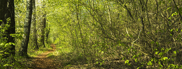 Holz aus unseren heimischen Wäldern wächst nach und steht auch in Zukunft zur Verfügung